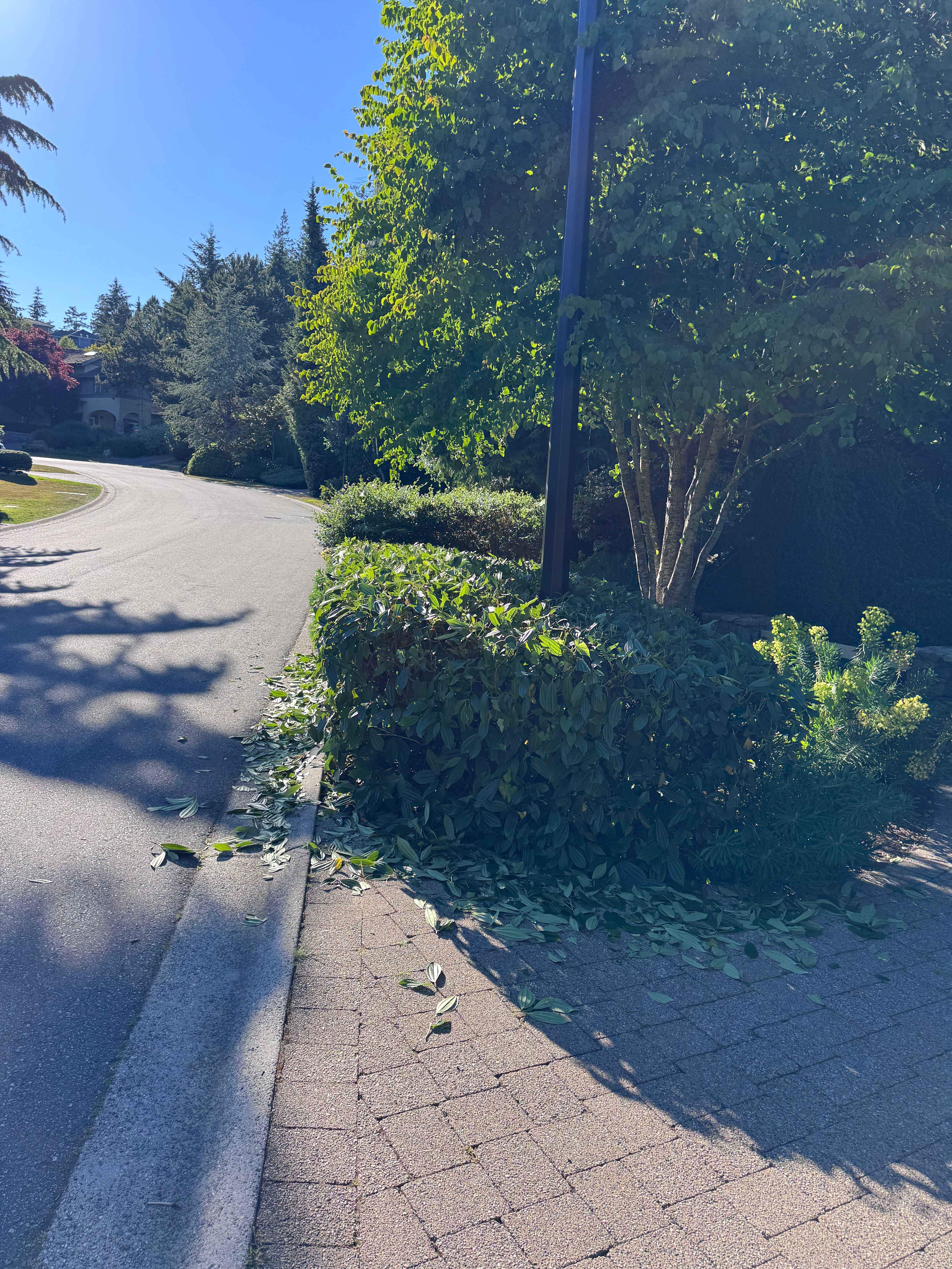 Hedge